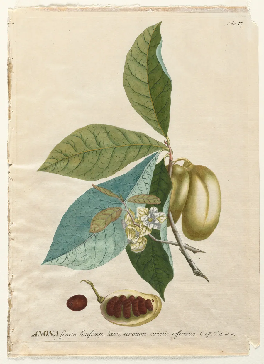 Plantae Selectae:  No. 5 - Anona by Georg Dionysius Ehret