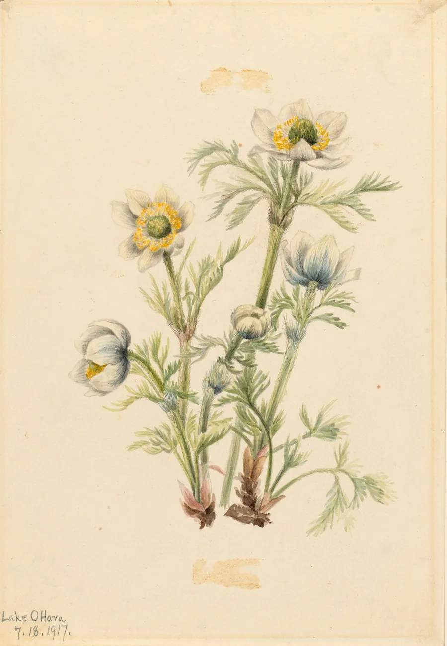 Plume Anemone (Pulsatilla occidentalis) by Mary Vaux Walcott, born Philadelphia, PA 1860-died St. Andrews, New Brunswick, Canada 1940