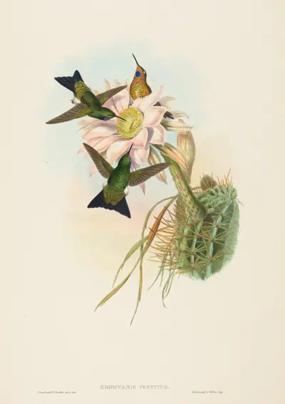 Eriocnemis vestitus (Glowing Puff-Leg)