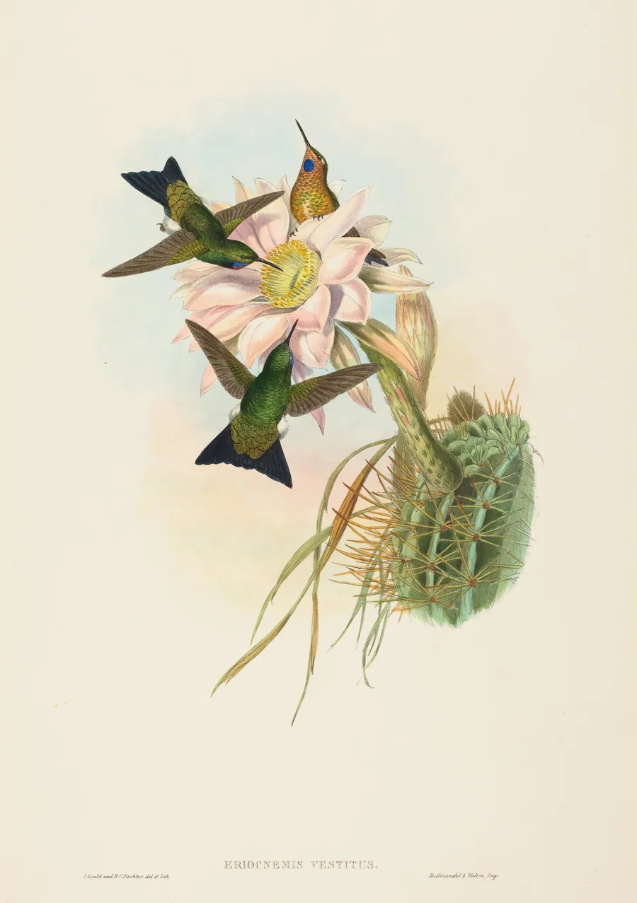 Eriocnemis vestitus (Glowing Puff-Leg) by John Gould