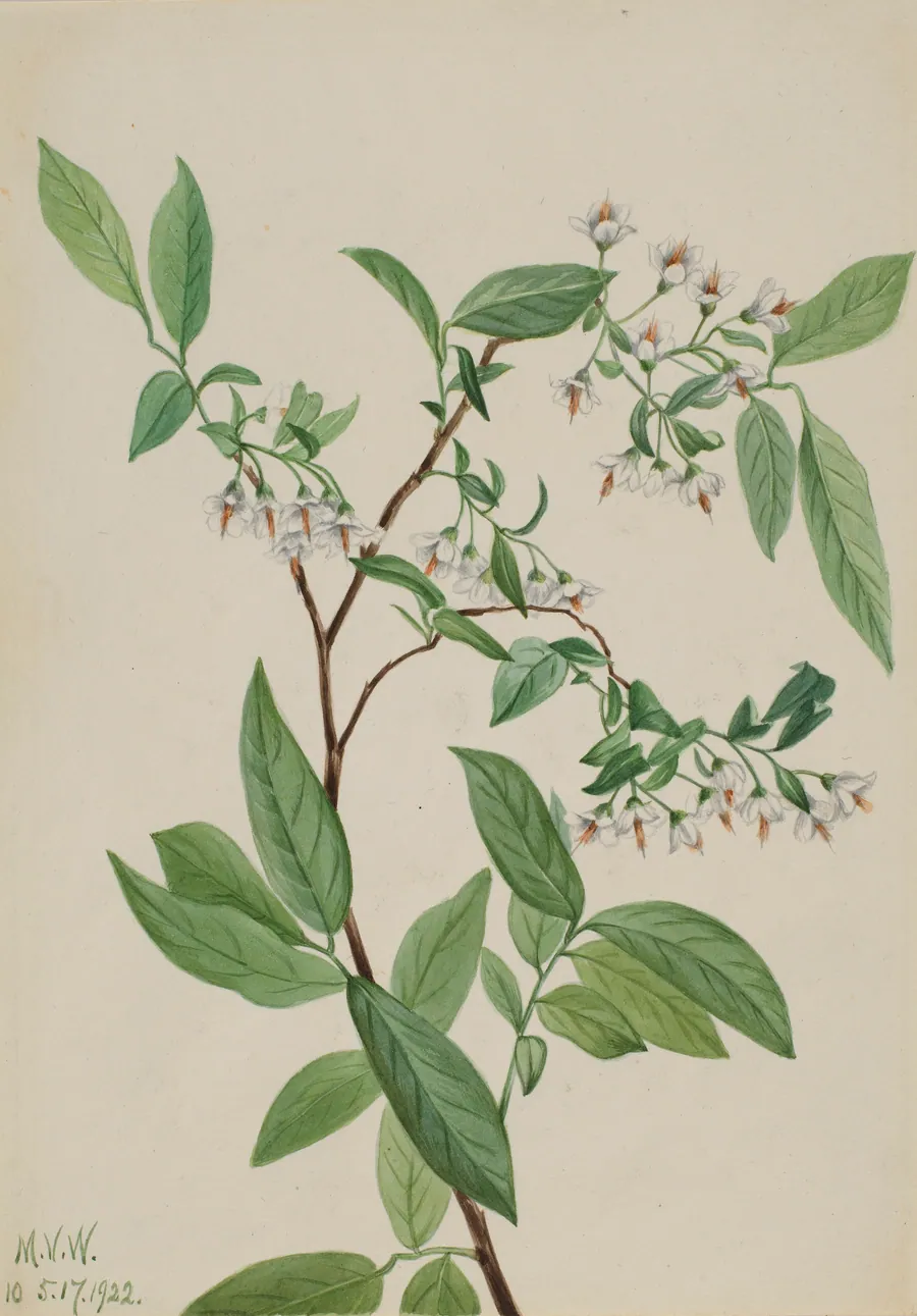 Deerberry (Polycodium stamineum) by Mary Vaux Walcott, born Philadelphia, PA 1860-died St. Andrews, New Brunswick, Canada 1940