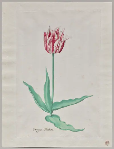 Study of a Tulip (Perregoen Machieu)