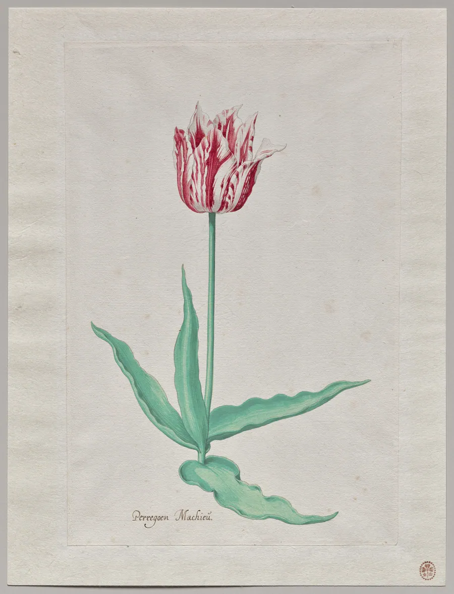 Study of a Tulip (Perregoen Machieu) by Pieter Holsteyn II