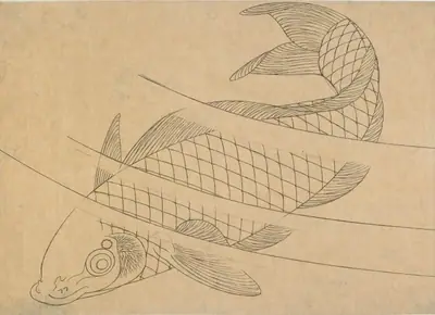 Swimming carp