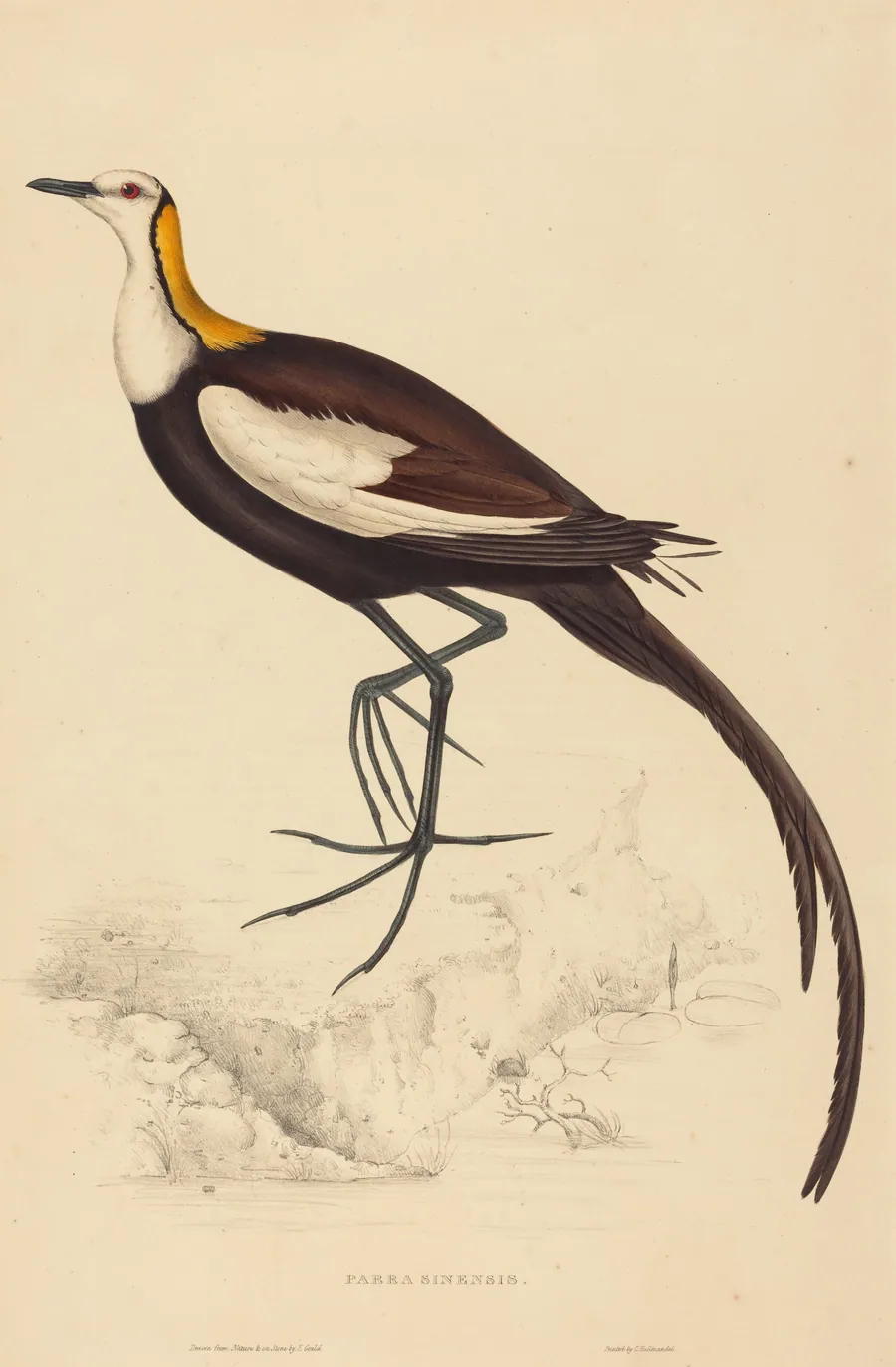 Parra Sinensis (Pheasant-Tailed Jacana) by Elizabeth Gould