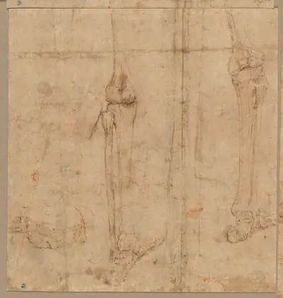 Lower Half of Skeleton from the Back