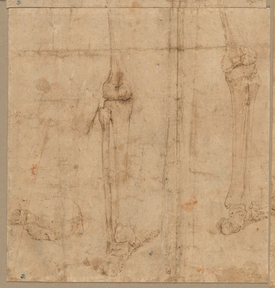 Lower Half of Skeleton from the Back by Battista Franco