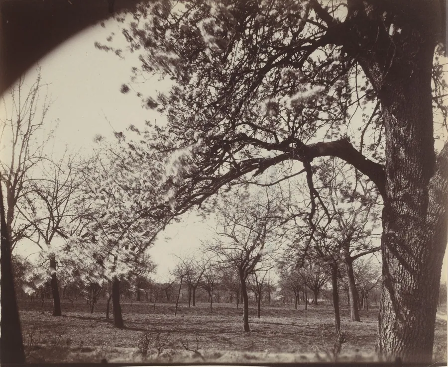 Poirier by Eugène Atget