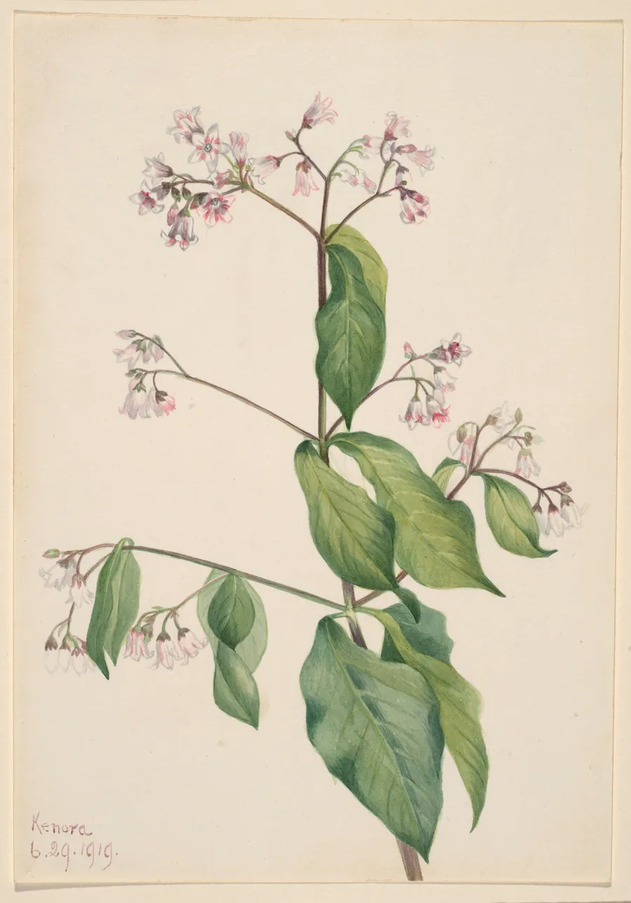 Dogbane (Apocyum androsaemfolium) by Mary Vaux Walcott, born Philadelphia, PA 1860-died St. Andrews, New Brunswick, Canada 1940