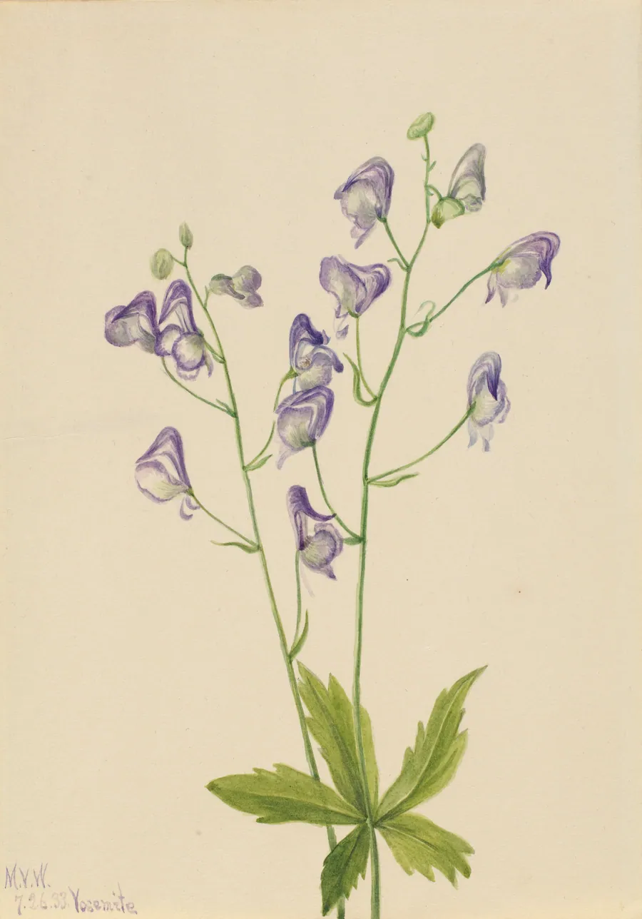 Western Monkshood (Aconitum columbianum) by Mary Vaux Walcott, born Philadelphia, PA 1860-died St. Andrews, New Brunswick, Canada 1940