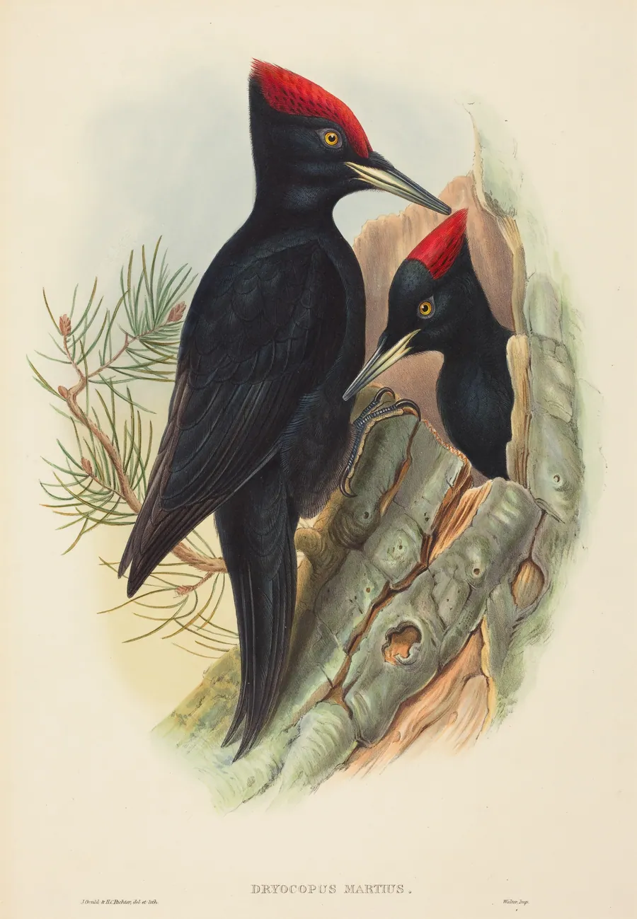 Great Black Woodpecker (Dryocopus martius) by John Gould