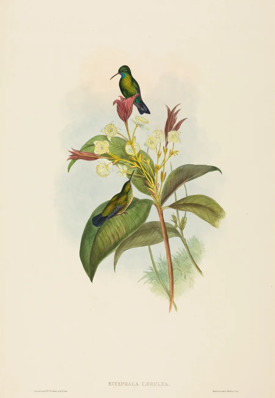 Eucephala caerulea (Blue-chinned Sapphire) by John Gould