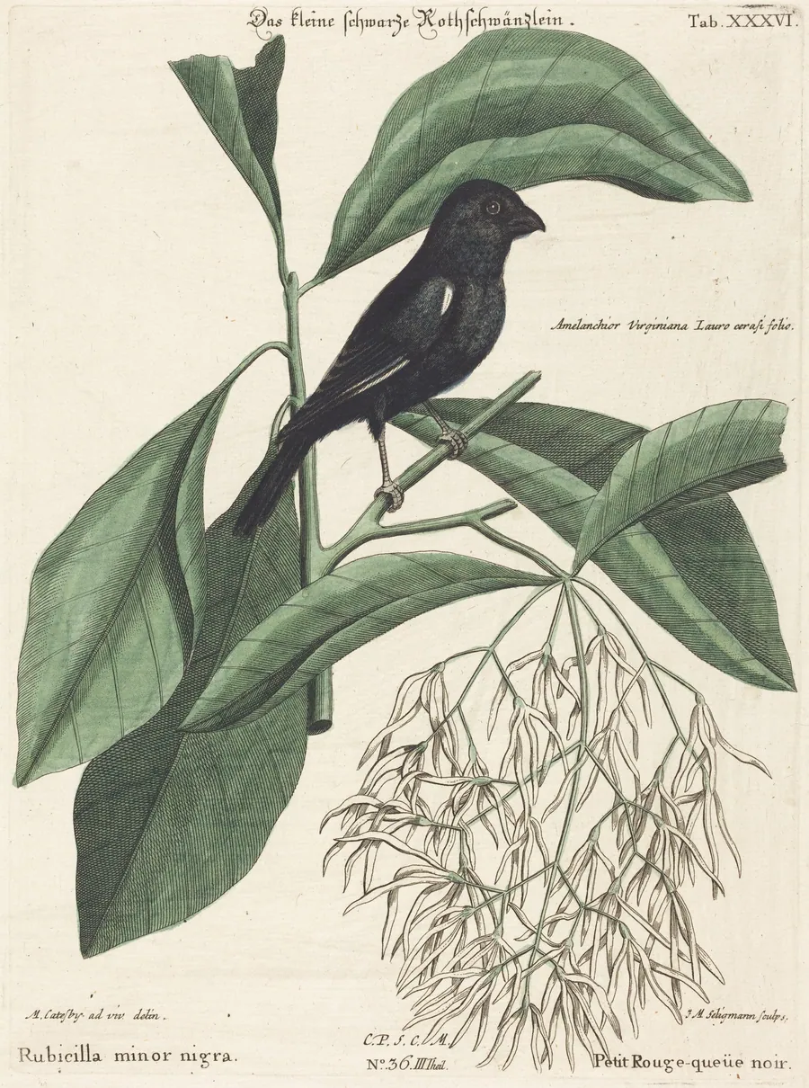 The Little Black Bullfinch (Rubicilla minor nigra) by Johann Michael Seligmann
