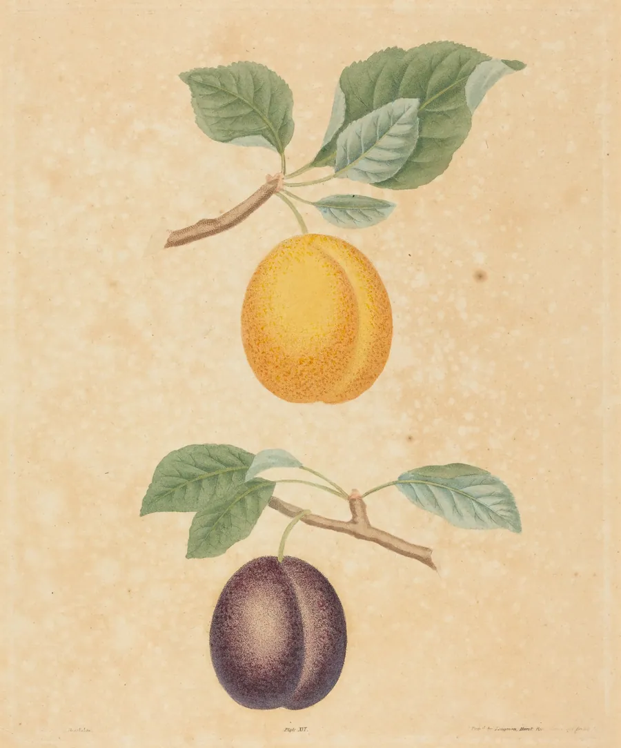 Two Plums by George Brookshaw