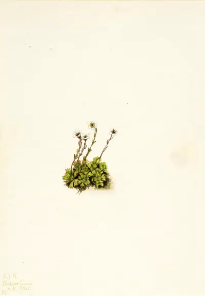 Tufted Saxifrage (Saxifraga caespitosa)