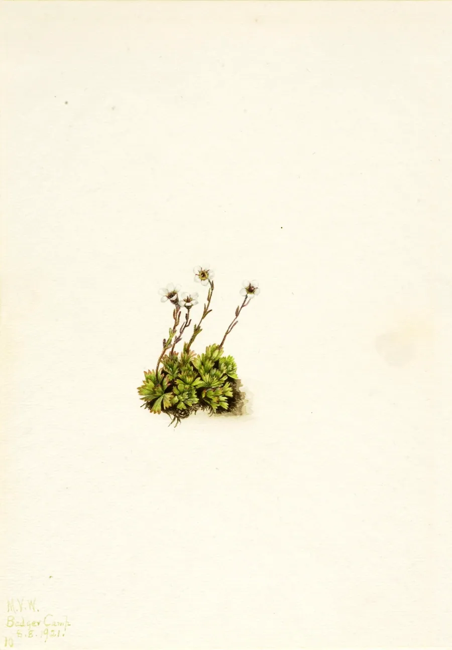 Tufted Saxifrage (Saxifraga caespitosa) by Mary Vaux Walcott, born Philadelphia, PA 1860-died St. Andrews, New Brunswick, Canada 1940