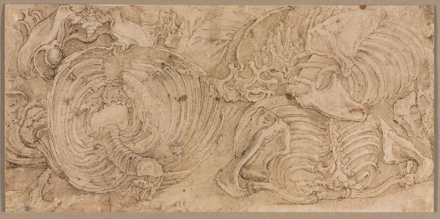 Rib Cages by Battista Franco