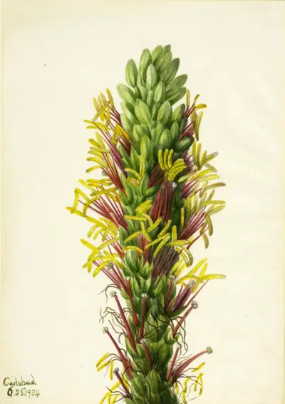 Lechuguilla (Agava lechuguilla)