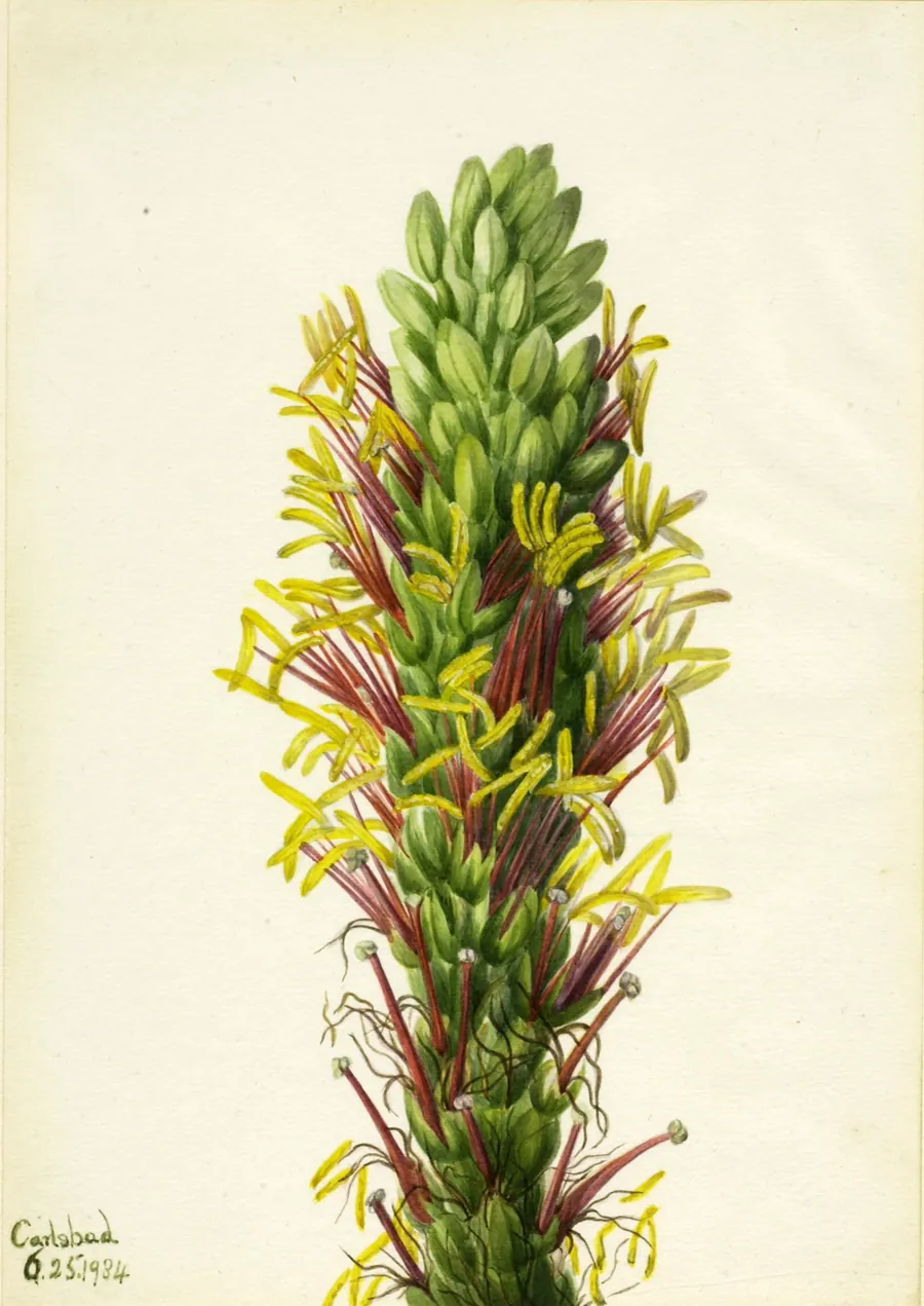 Lechuguilla (Agava lechuguilla) by Mary Vaux Walcott, born Philadelphia, PA 1860-died St. Andrews, New Brunswick, Canada 1940