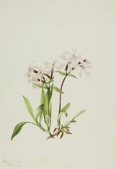 Peatpink (Silene caroliniana)