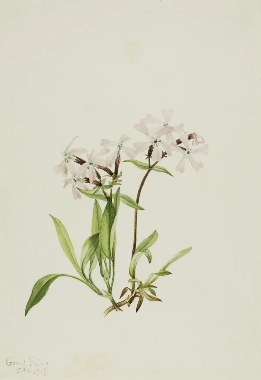 Peatpink (Silene caroliniana) by Mary Vaux Walcott, born Philadelphia, PA 1860-died St. Andrews, New Brunswick, Canada 1940