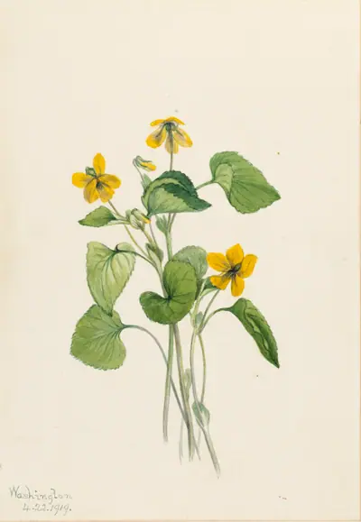 Smooth Yellow Violet (Viola eriocarpa)