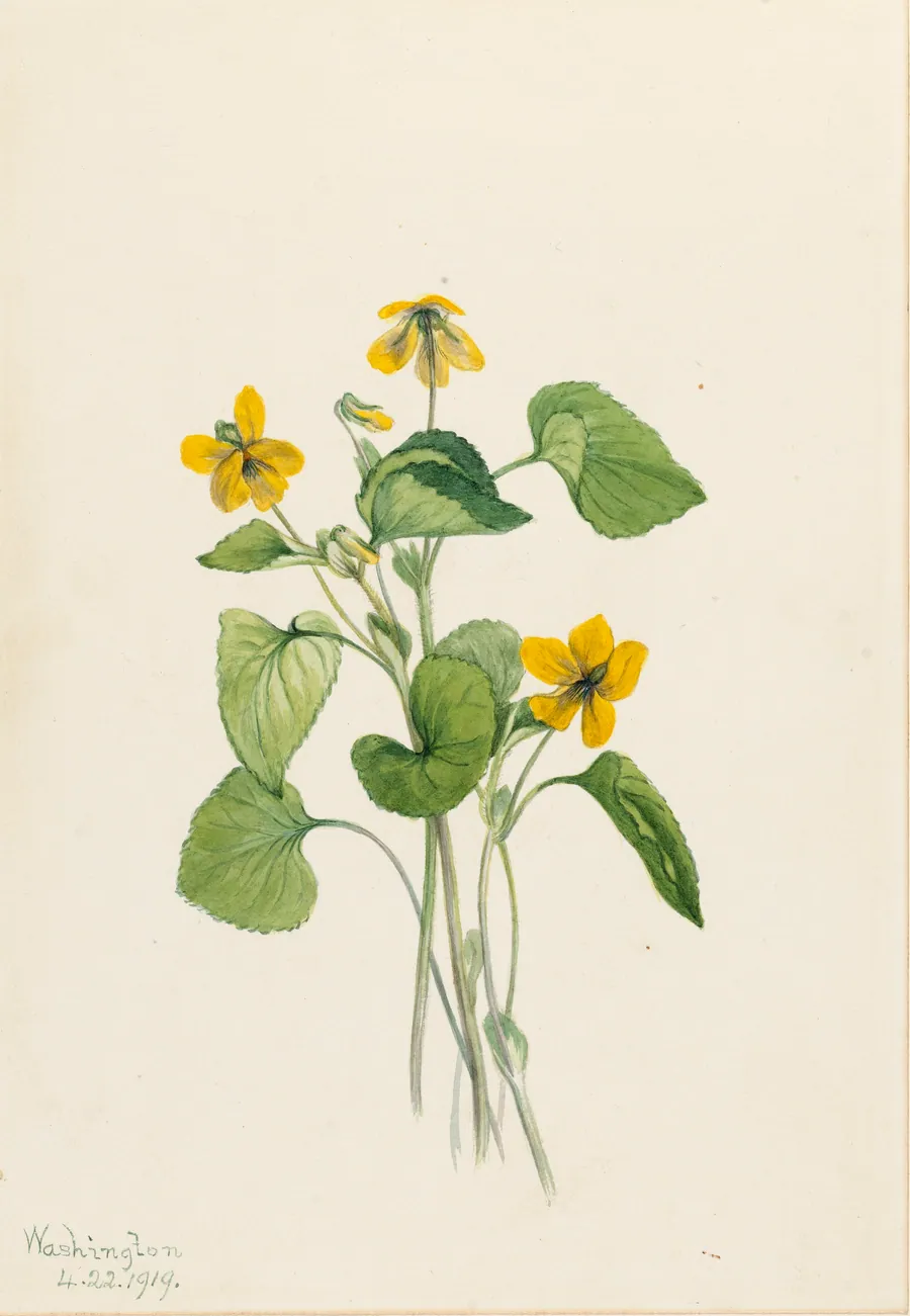 Smooth Yellow Violet (Viola eriocarpa) by Mary Vaux Walcott, born Philadelphia, PA 1860-died St. Andrews, New Brunswick, Canada 1940