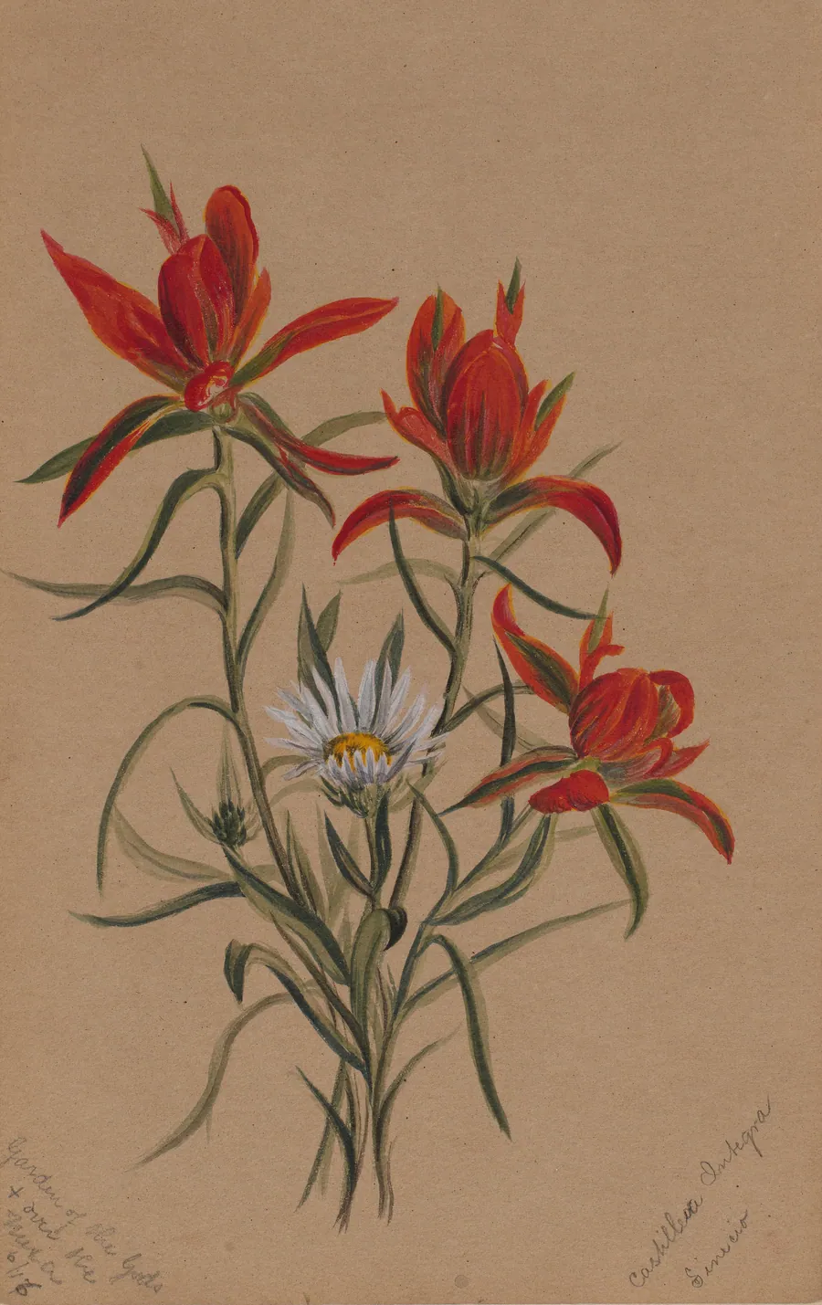 Indian Paintbrush (Castilleja rhexifolia) by Mary Vaux Walcott, born Philadelphia, PA 1860-died St. Andrews, New Brunswick, Canada 1940