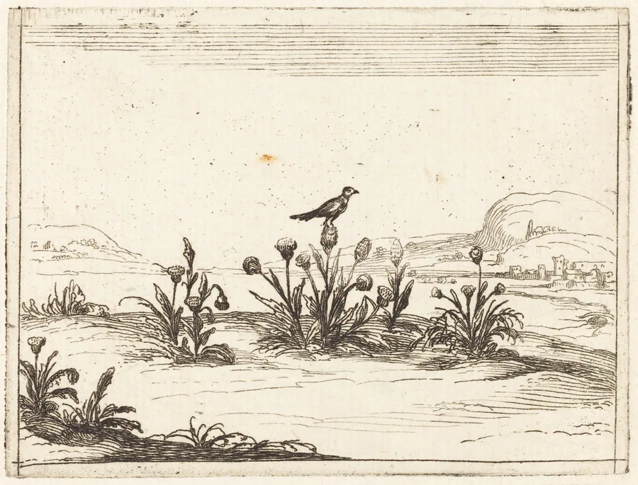 Bird Perched on a Thistle by Jacques Callot