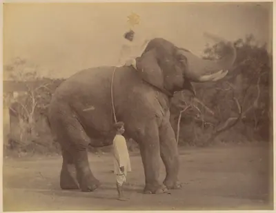The Great Elephant Saluting