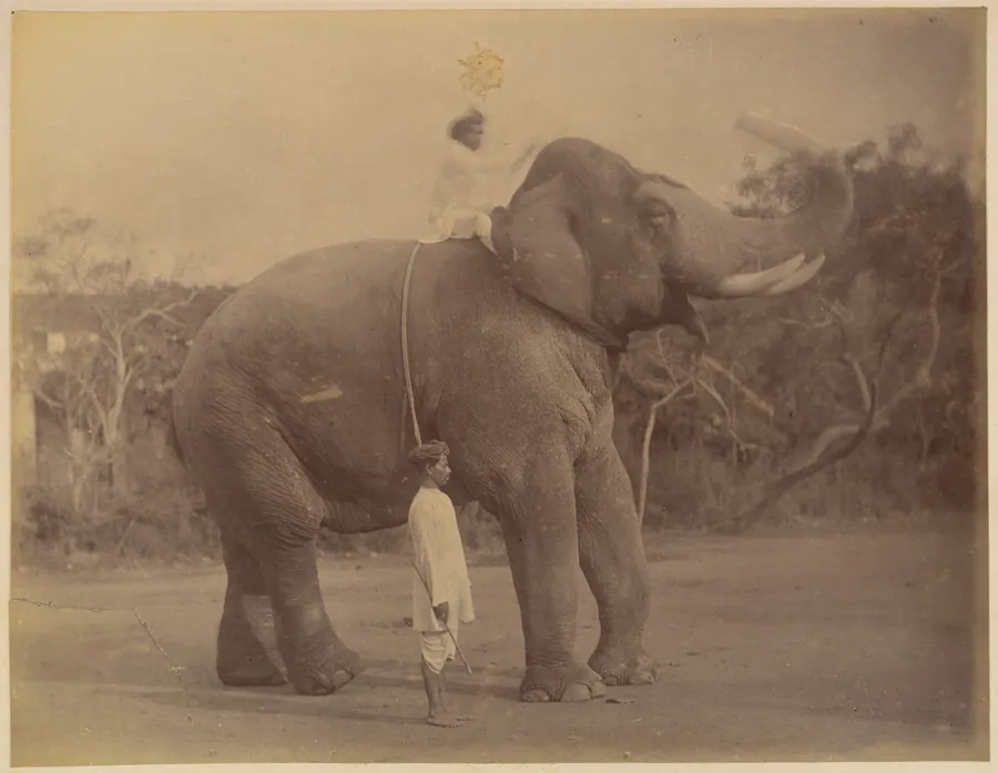 The Great Elephant Saluting by Lala Deen Dayal