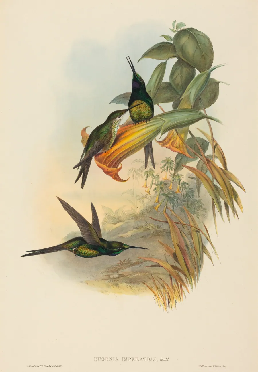 Eugenia imperatrix (Empress Hummingbird) by John Gould