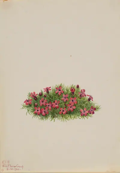 Moss Campion (Silene acaulis)