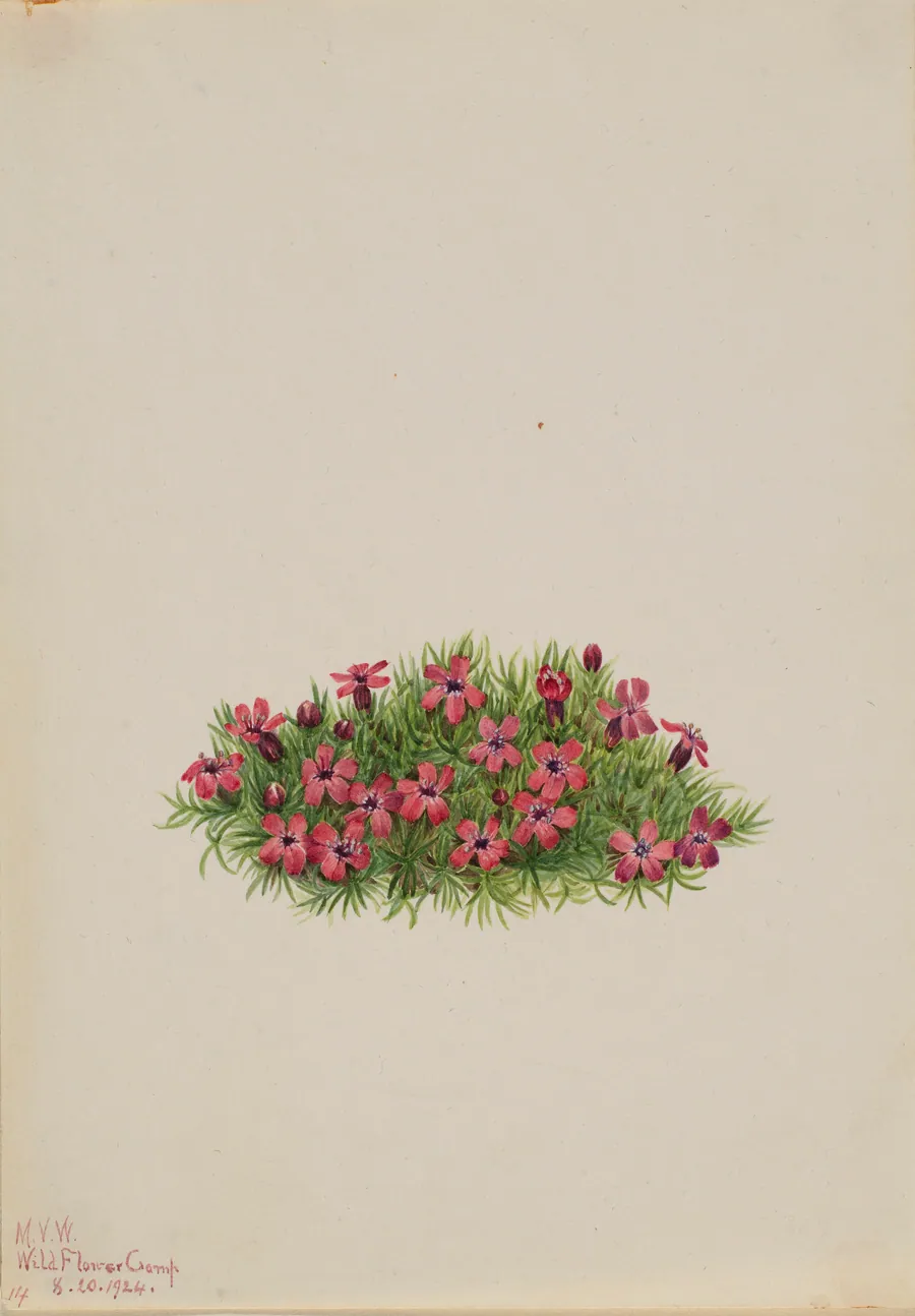Moss Campion (Silene acaulis) by Mary Vaux Walcott, born Philadelphia, PA 1860-died St. Andrews, New Brunswick, Canada 1940