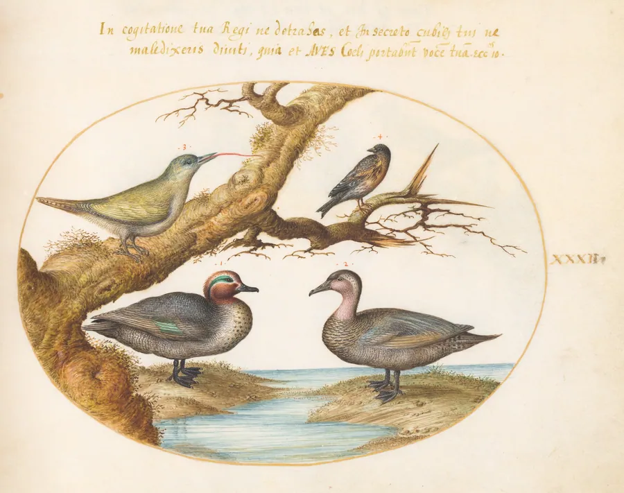 Plate 32: A Green-Winged Teal, a Juvenile Green Woodpecker, and Two Other Birds by Joris Hoefnagel
