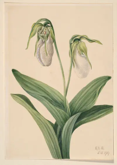 Pale Lady's Slipper (Cypridedium acaule)