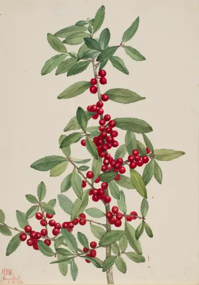 Yaupon (Ilex vomitoria)