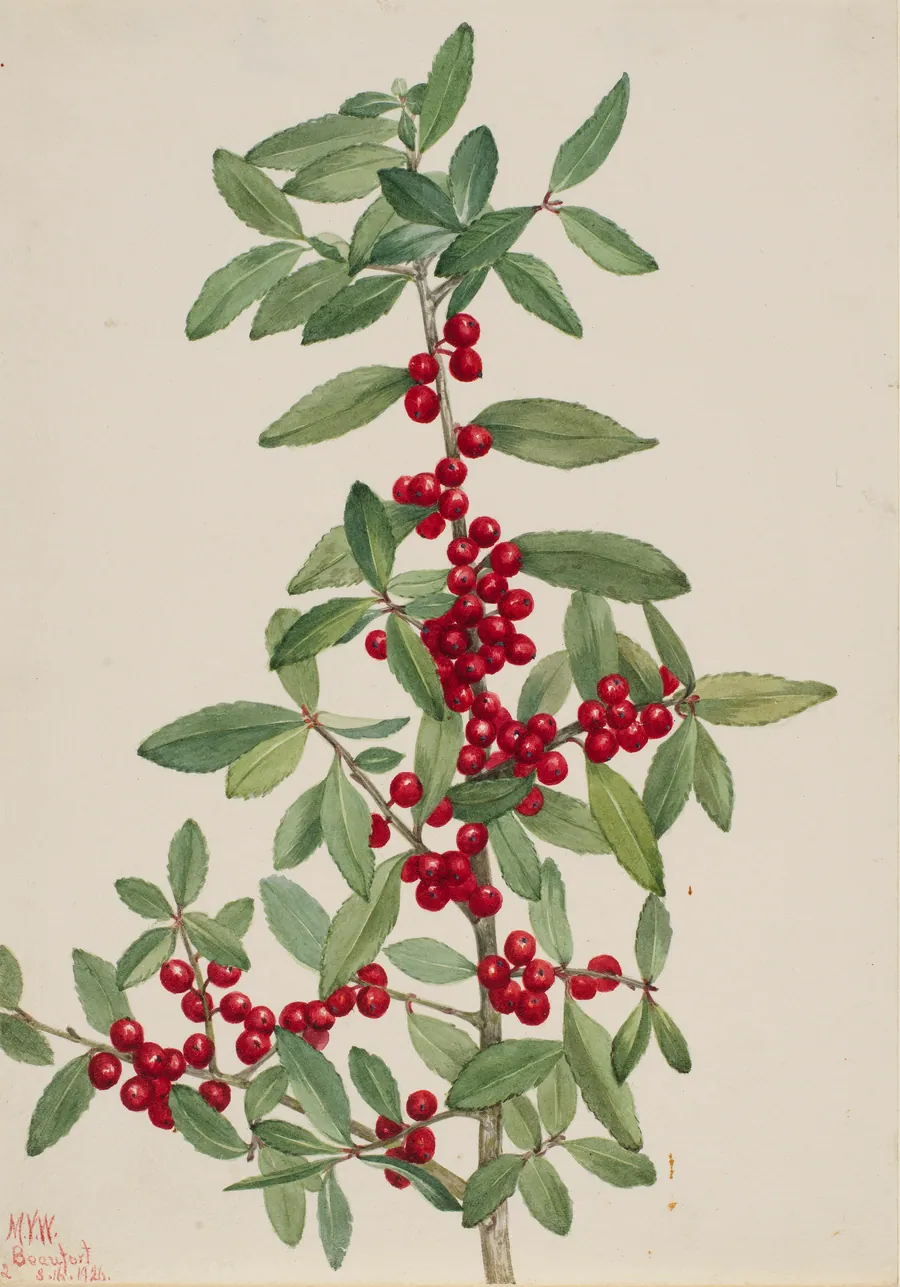 Yaupon (Ilex vomitoria) by Mary Vaux Walcott, born Philadelphia, PA 1860-died St. Andrews, New Brunswick, Canada 1940