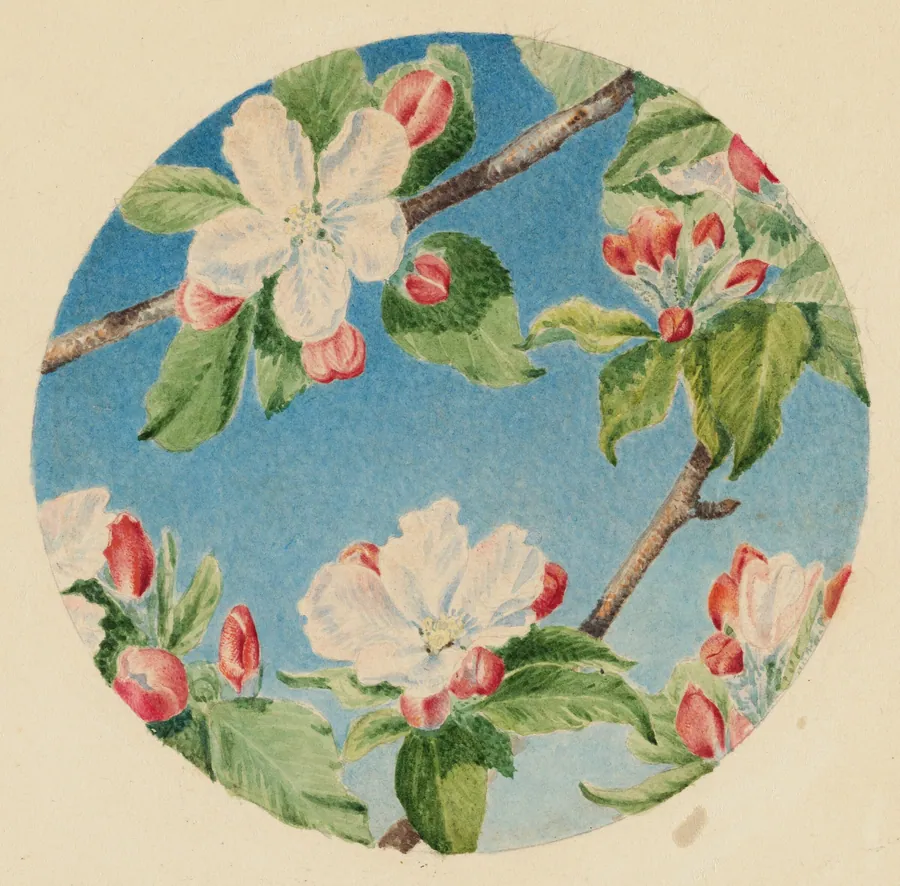 Apple Blossoms by Robert Bolling Brandegee