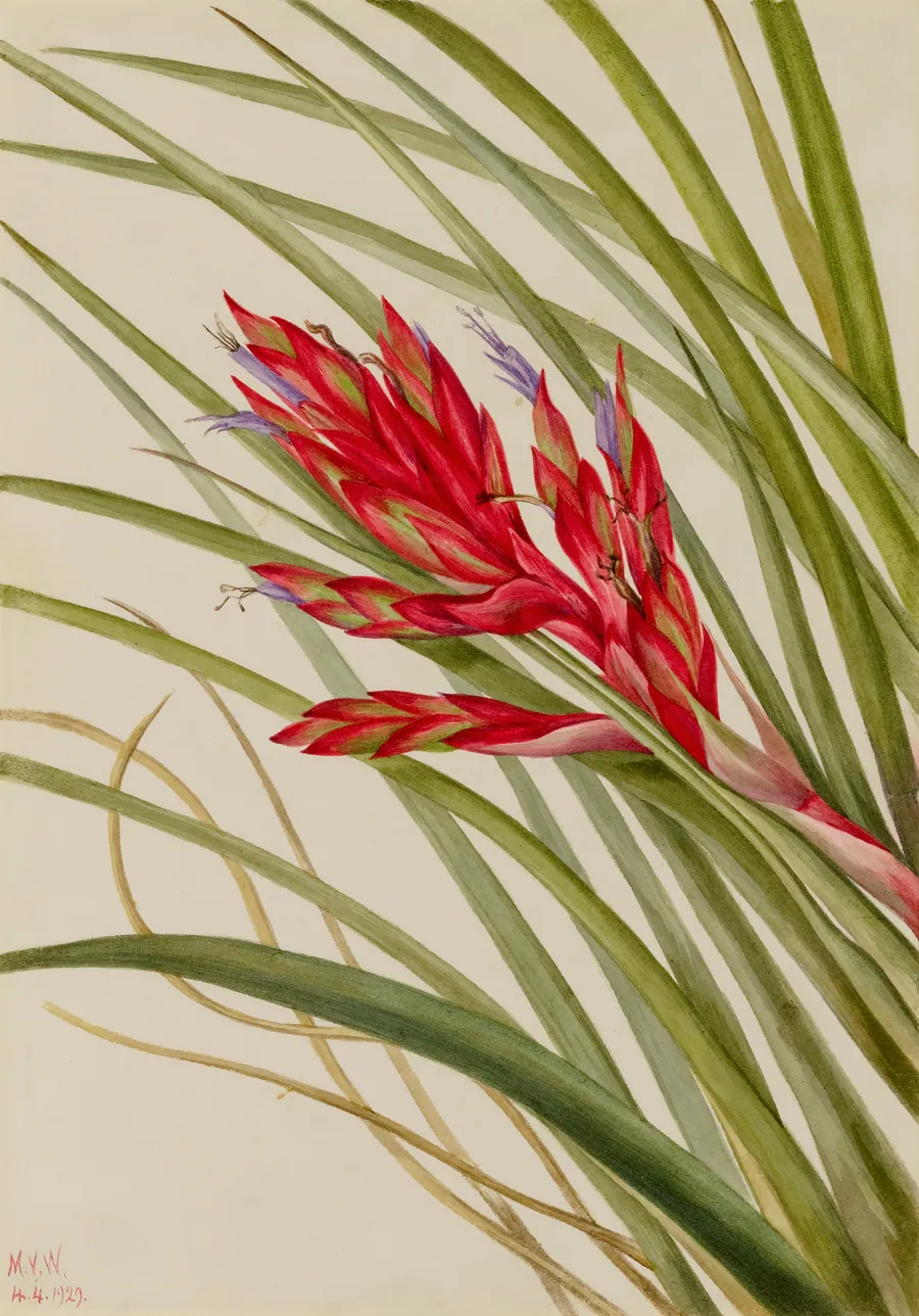 Quill-Leaf Tillandsia (Tillandsia fasciculata) by Mary Vaux Walcott, born Philadelphia, PA 1860-died St. Andrews, New Brunswick, Canada 1940