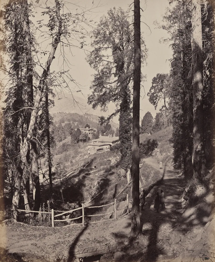 Murree. A Hill Station in the Himmalayahs, View Through the Forest by Samuel Bourne