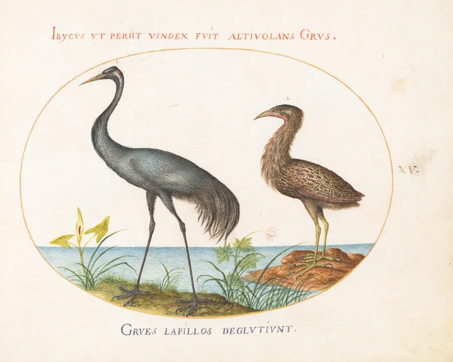 Plate 15: Common Crane and Bittern(?) by Joris Hoefnagel