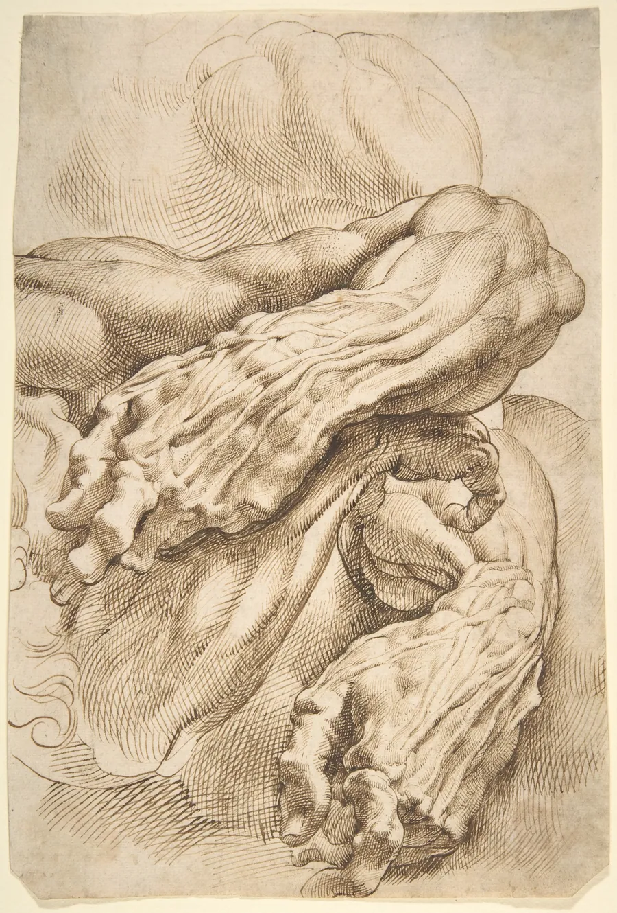 Anatomical Studies:  a left forearm in two positions and a right forearm by Peter Paul Rubens