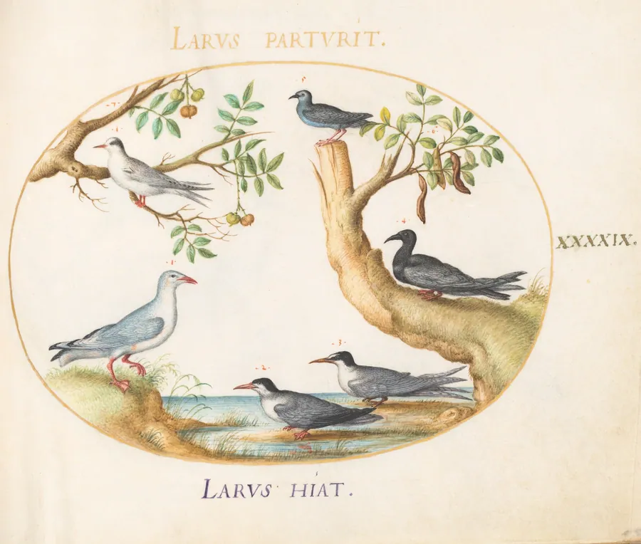 Plate 49: Gulls with a Carob Tree and a Pistachio Tree(?) by Joris Hoefnagel