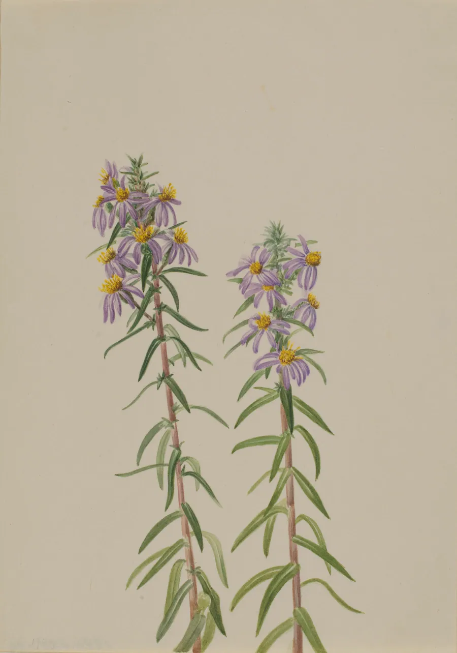 Aster (Aster hirariifolius) by Mary Vaux Walcott, born Philadelphia, PA 1860-died St. Andrews, New Brunswick, Canada 1940