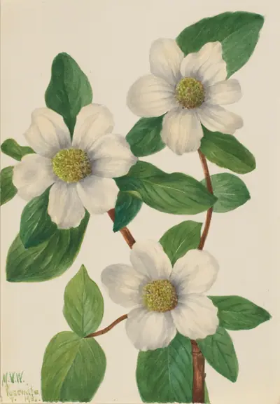 Pacific Dogwood (Cornus nuttallii)