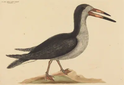 The Cutwater (Rhynchops nigra)