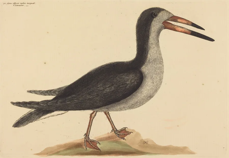 The Cutwater (Rhynchops nigra) by Mark Catesby