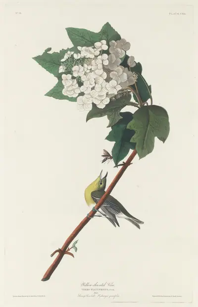 Yellow-throated Vireo