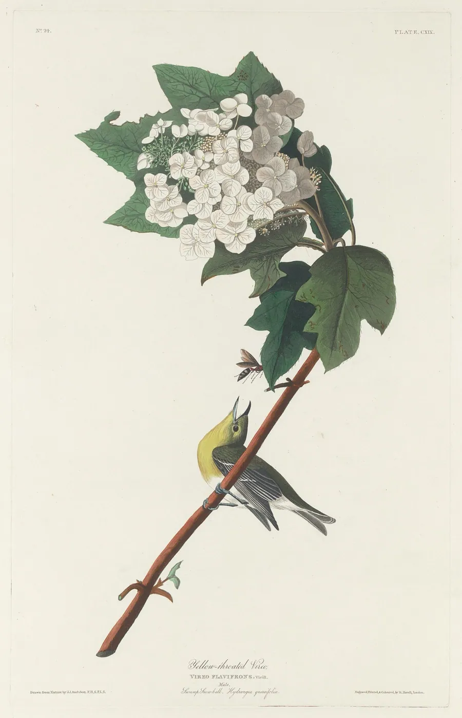 Yellow-throated Vireo by Robert Havell, Jr.